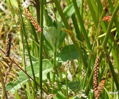 Carex flacca