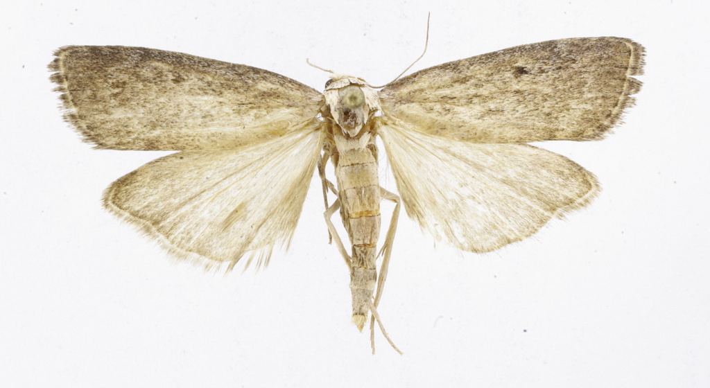 Aphomia unicolor