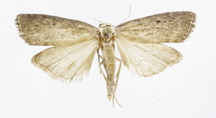 Aphomia unicolor