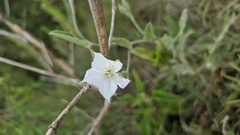 Convolvulus hermanniae