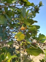 Amphibolips quercuspomiformis