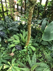 Palicourea pubescens