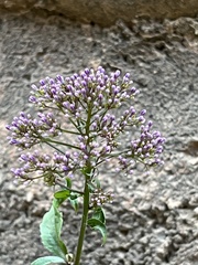 Trachelium caeruleum