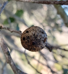 Amphibolips quercuspomiformis