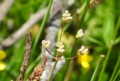 Trinia glauca