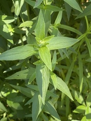 Pycnanthemum muticum