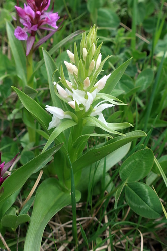 Black Sea Marsh Orchid