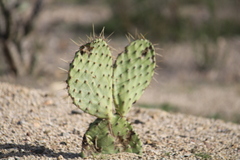 Opuntia oricola