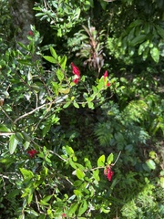 Graptophyllum excelsum