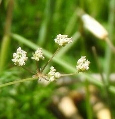 Trinia glauca