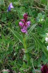 Dactylorhiza euxina