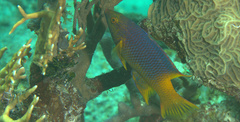 Bodianus rufus