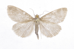 Evergestis aenealis