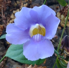 Thunbergia grandiflora