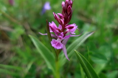 Dactylorhiza euxina