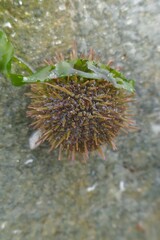 Psammechinus miliaris