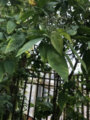 Palicourea pubescens