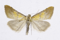 Hyperlais dulcinalis