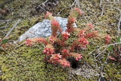 Sedum tenellum