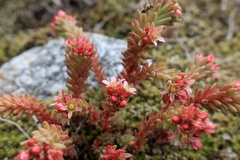 Sedum tenellum