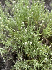 Calocephalus lacteus