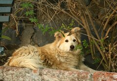 Canis familiaris