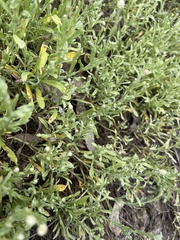 Calocephalus lacteus