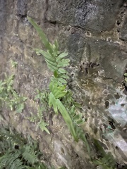 Pteris vittata