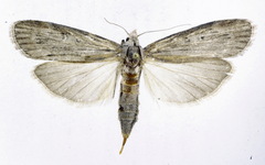 Lamoria anella
