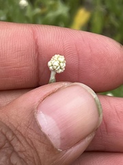 Calocephalus lacteus