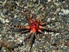 Prionocidaris baculosa