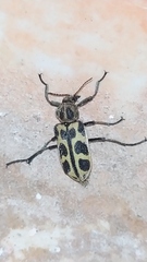 Astylus atromaculatus
