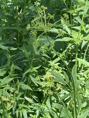 Zizia aurea