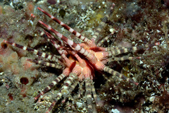 Prionocidaris baculosa