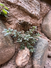 Chaenorhinum origanifolium