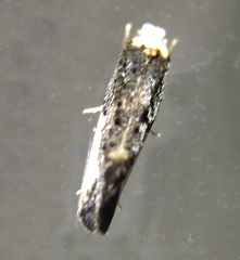 Monopis monachella