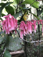 Rubiaceae