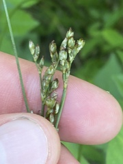 Juncus tenuis