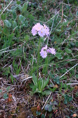 Primula algida