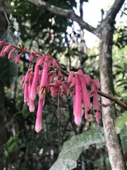 Rubiaceae