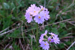 Primula algida