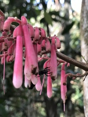 Rubiaceae