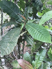 Rubiaceae