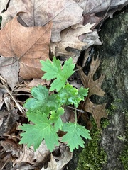 Hydrophyllum appendiculatum