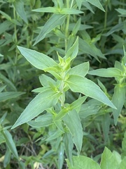 Pycnanthemum muticum