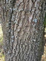 Quercus lobata