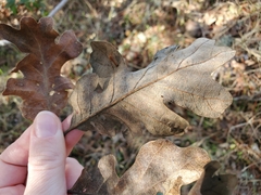 Quercus lobata