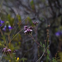 Stevia satureiifolia