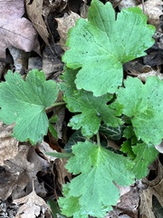 Hydrophyllum appendiculatum