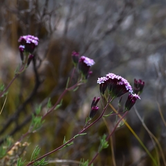 Stevia satureiifolia
